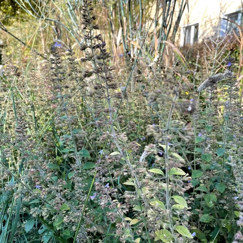 Blauraute 'Filigran' / Perovskia atriplicifolia 'Filigran'