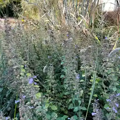 Foto von Blauraute 'Filigran' (Perovskia atriplicifolia 'Filigran')