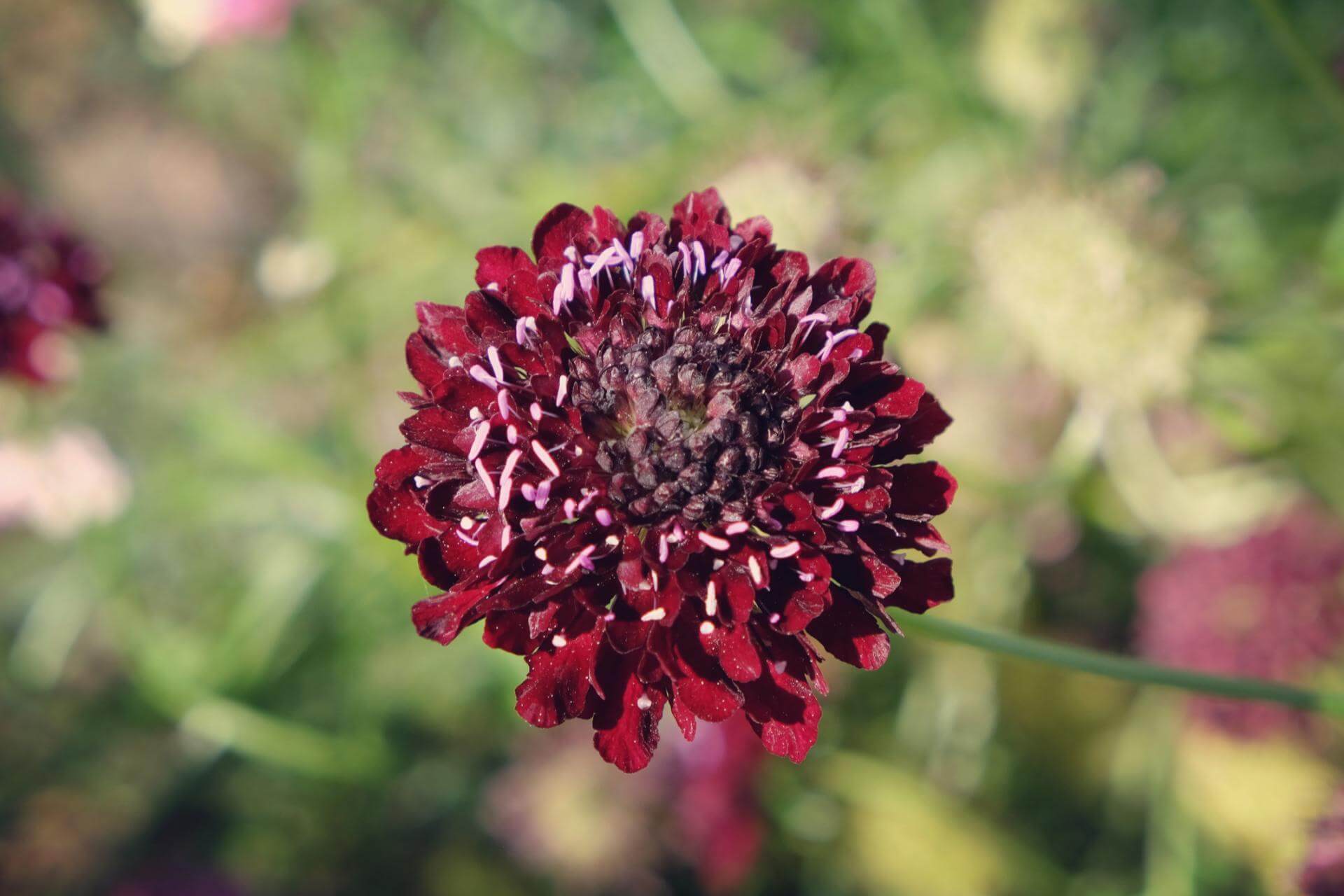 SamtSkabiose / Scabiosa atropurpurea
