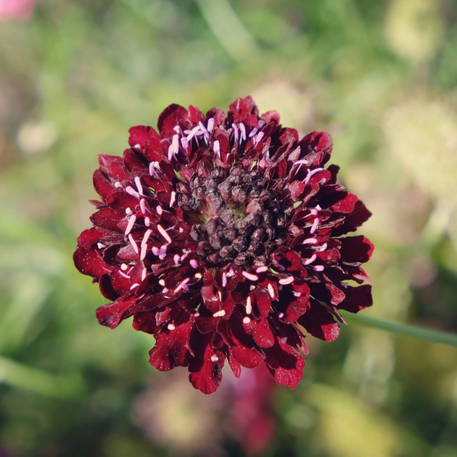 Samt-Skabiose (Scabiosa atropurpurea)