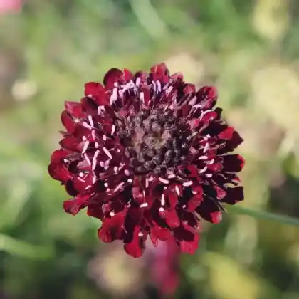 Foto von Samt-Skabiose (Scabiosa atropurpurea)