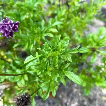 Foto von Samt-Skabiose 'Barocca' (Scabiosa atropurpurea 'Barocca')