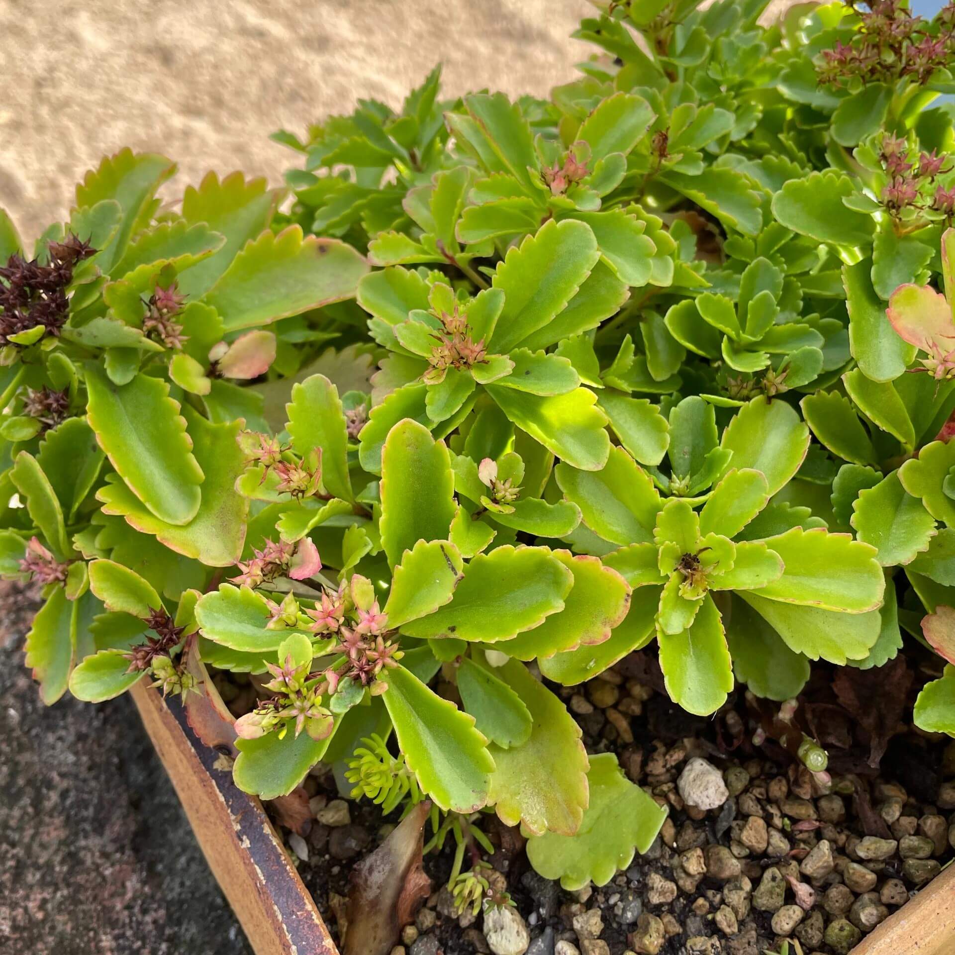 Amur-Fetthenne (Sedum selskianum)