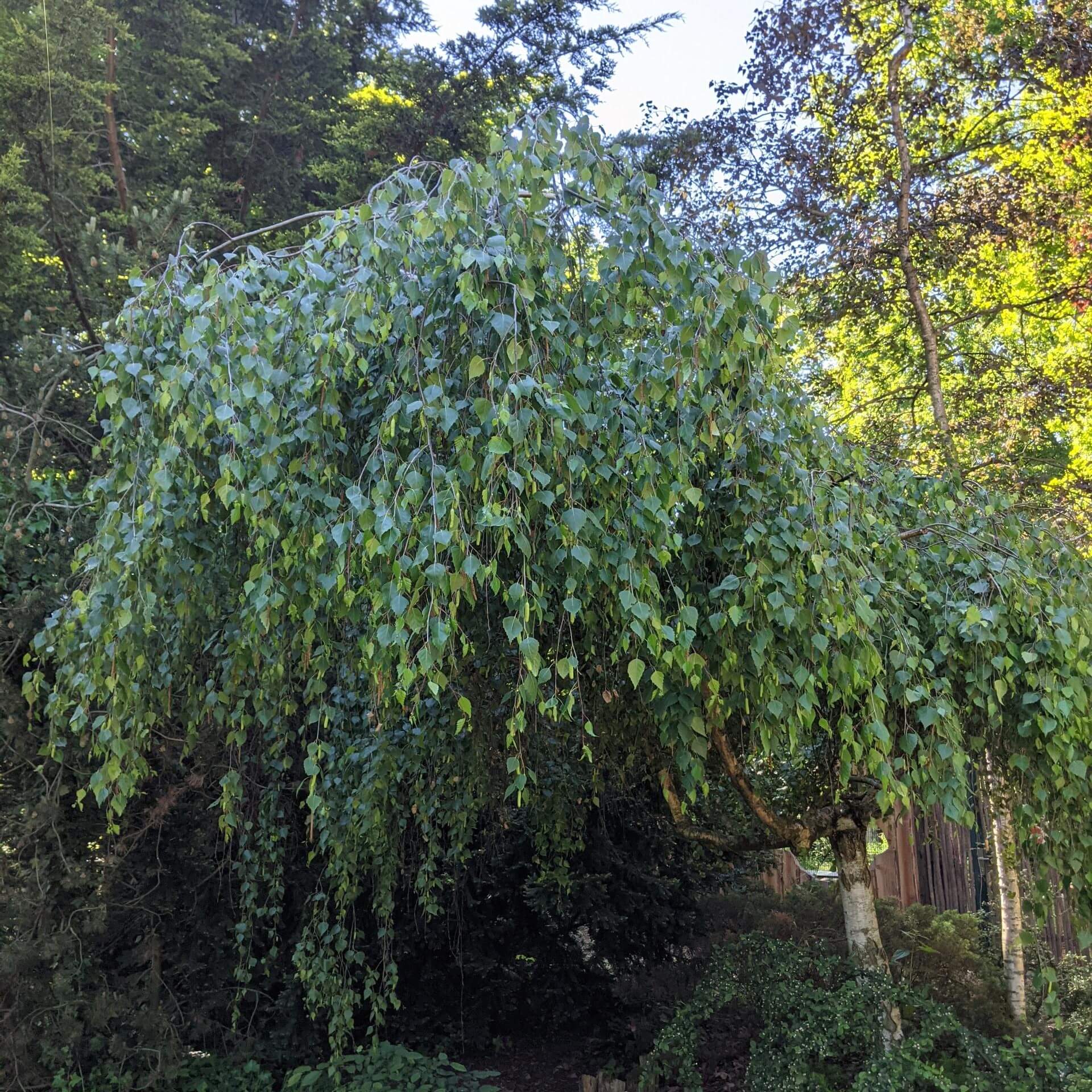 Trauerbirke (Betula pendula 'Youngii')