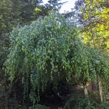 Foto von Trauerbirke (Betula pendula 'Youngii')
