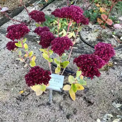 Foto von Garten-Fettblatt 'Autumn Fire' (Sedum spectabile 'Autumn Fire')