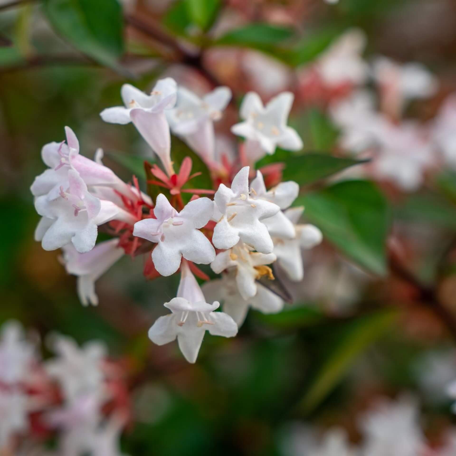 Großblütige Abelie (Abelia grandiflora)