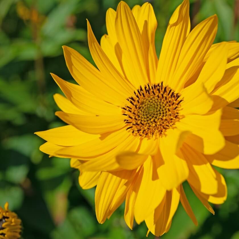 58+ Staudensonnenblume Schneiden, Da manche sorten sich gern selbst