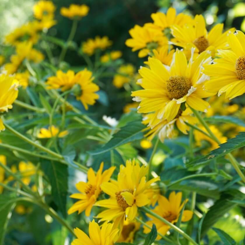 Staudensonnenblume / Helianthus decapetalus