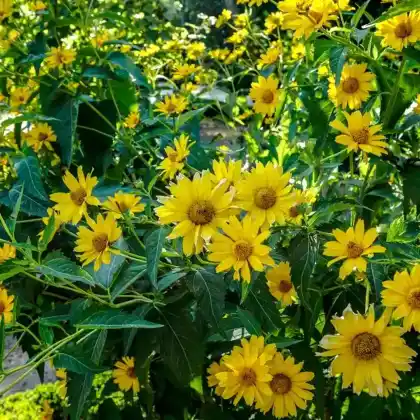 Foto von Staudensonnenblume (Helianthus decapetalus)