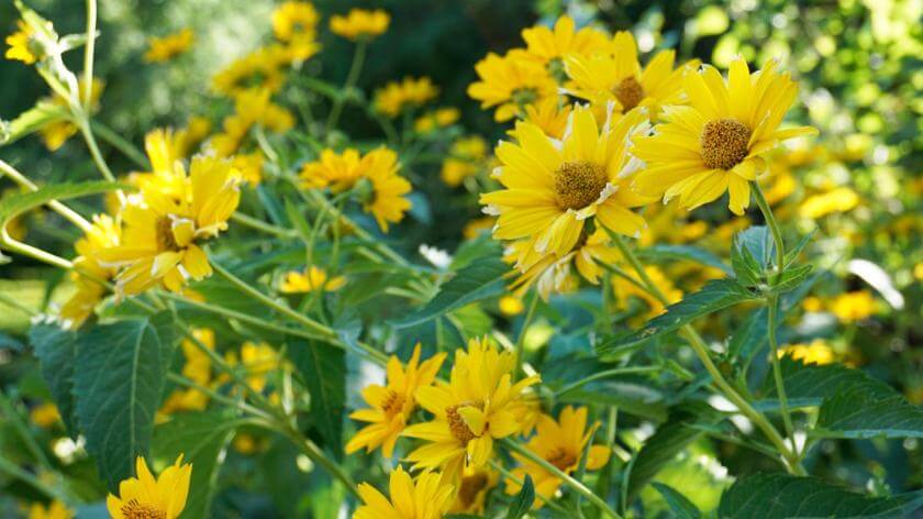 Staudensonnenblume / Helianthus decapetalus