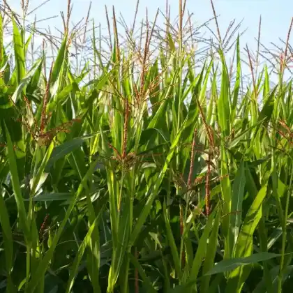 Foto von Mais (Zea mays)