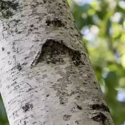 Foto von Grau-Birke (Betula populifolia)