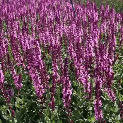 Foto von Blüten-Salbei Sensation ® Medium 'Deep Rose' (Salvia nemorosa 'Sensation Medium Deep Rose')