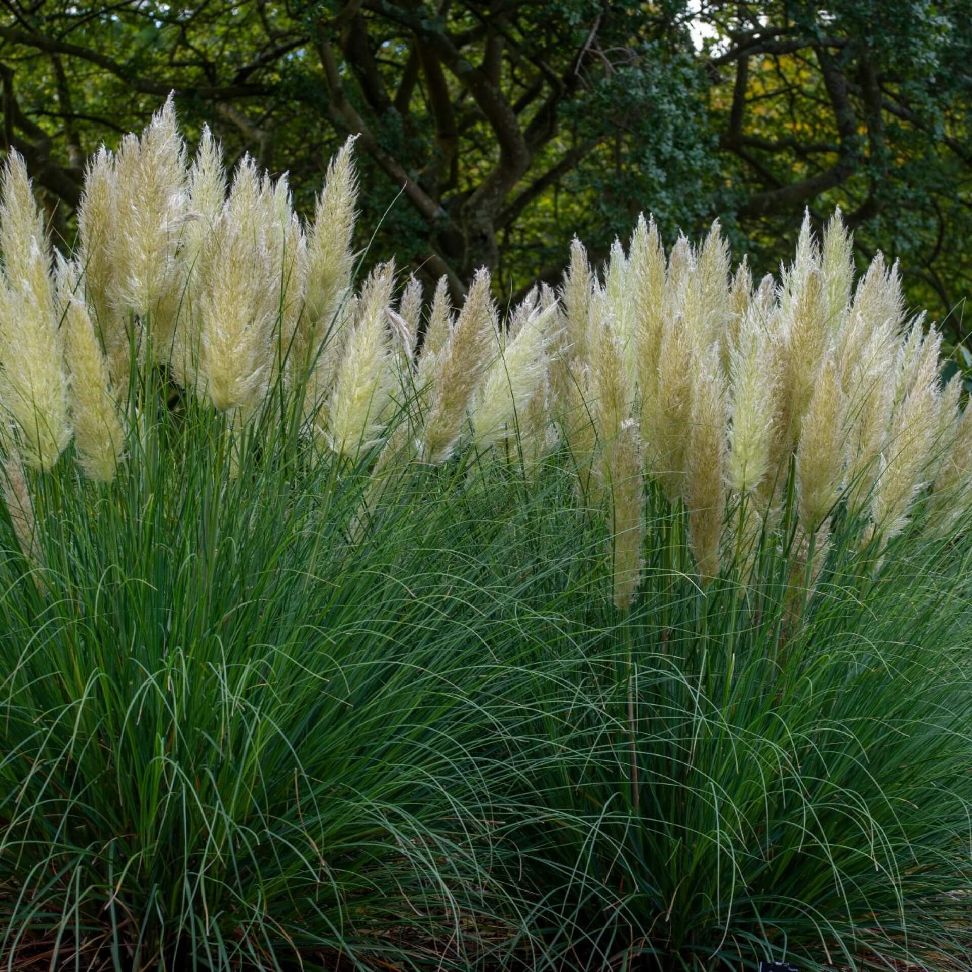 Kleines Pampasgras 'Pumila' (Cortaderia selloana 'Pumila')