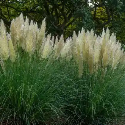 Foto von Kleines Pampasgras 'Pumila' (Cortaderia selloana 'Pumila')