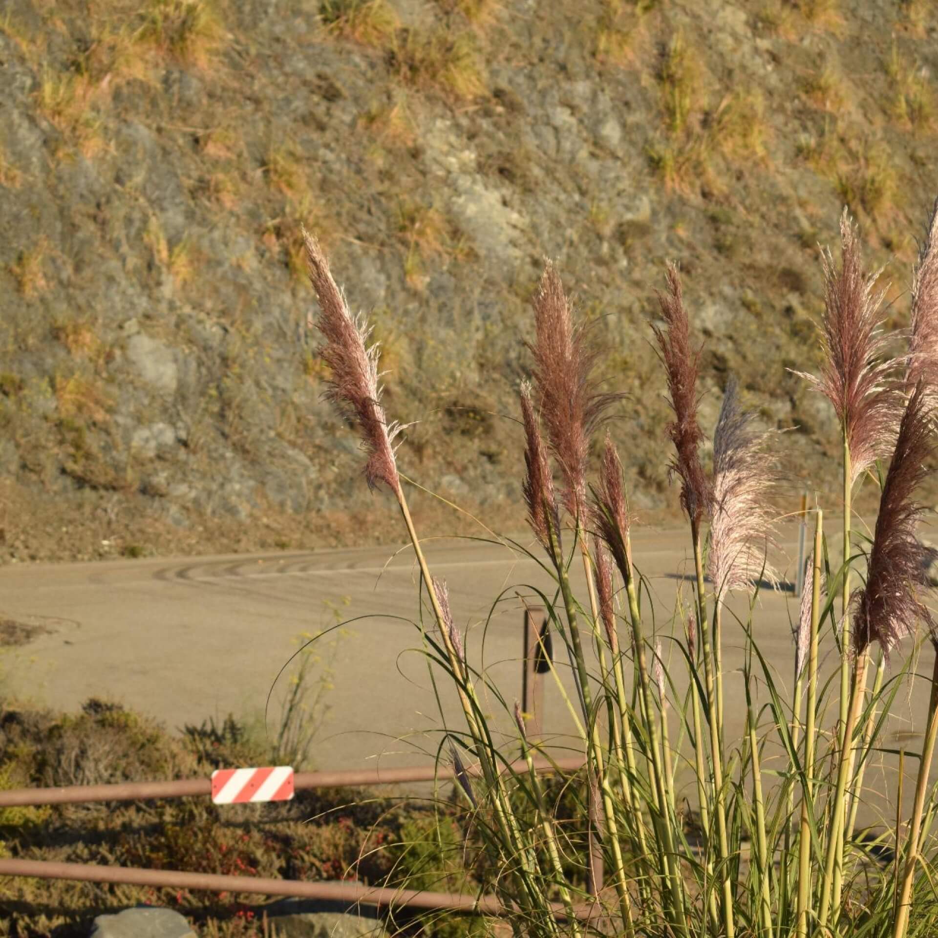 Rosa Pampasgras 'Rosa Feder' (Cortaderia selloana 'Rosa Feder')