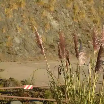 Foto von Rosa Pampasgras 'Rosa Feder' (Cortaderia selloana 'Rosa Feder')