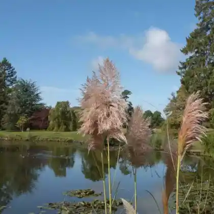 Foto von Pampasgras 'Rosea' (Cortaderia selloana 'Rosea')