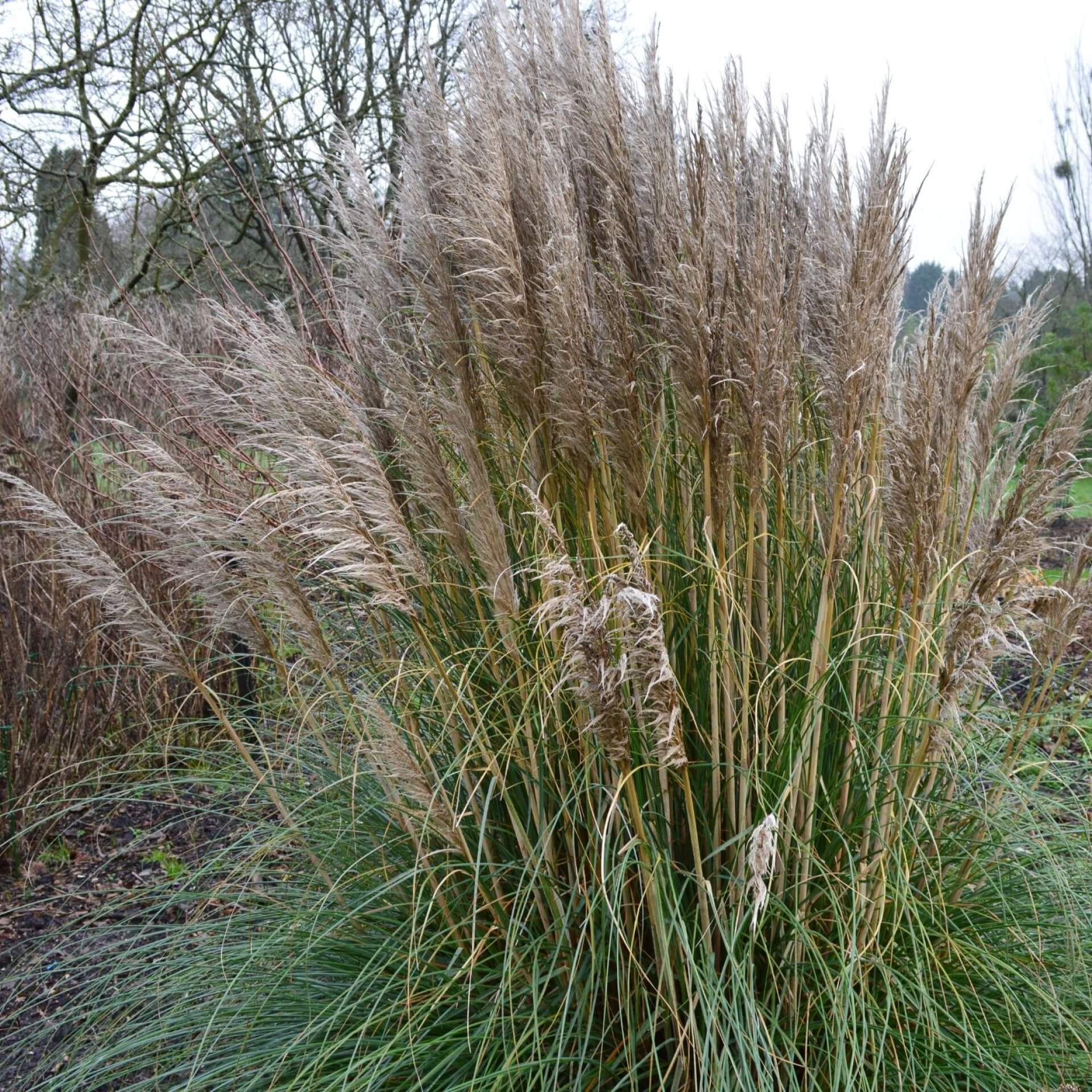 Kleines Pampasgras 'Evita' (Cortaderia selloana 'Evita')