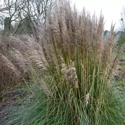 Foto von Kleines Pampasgras 'Evita' (Cortaderia selloana 'Evita')