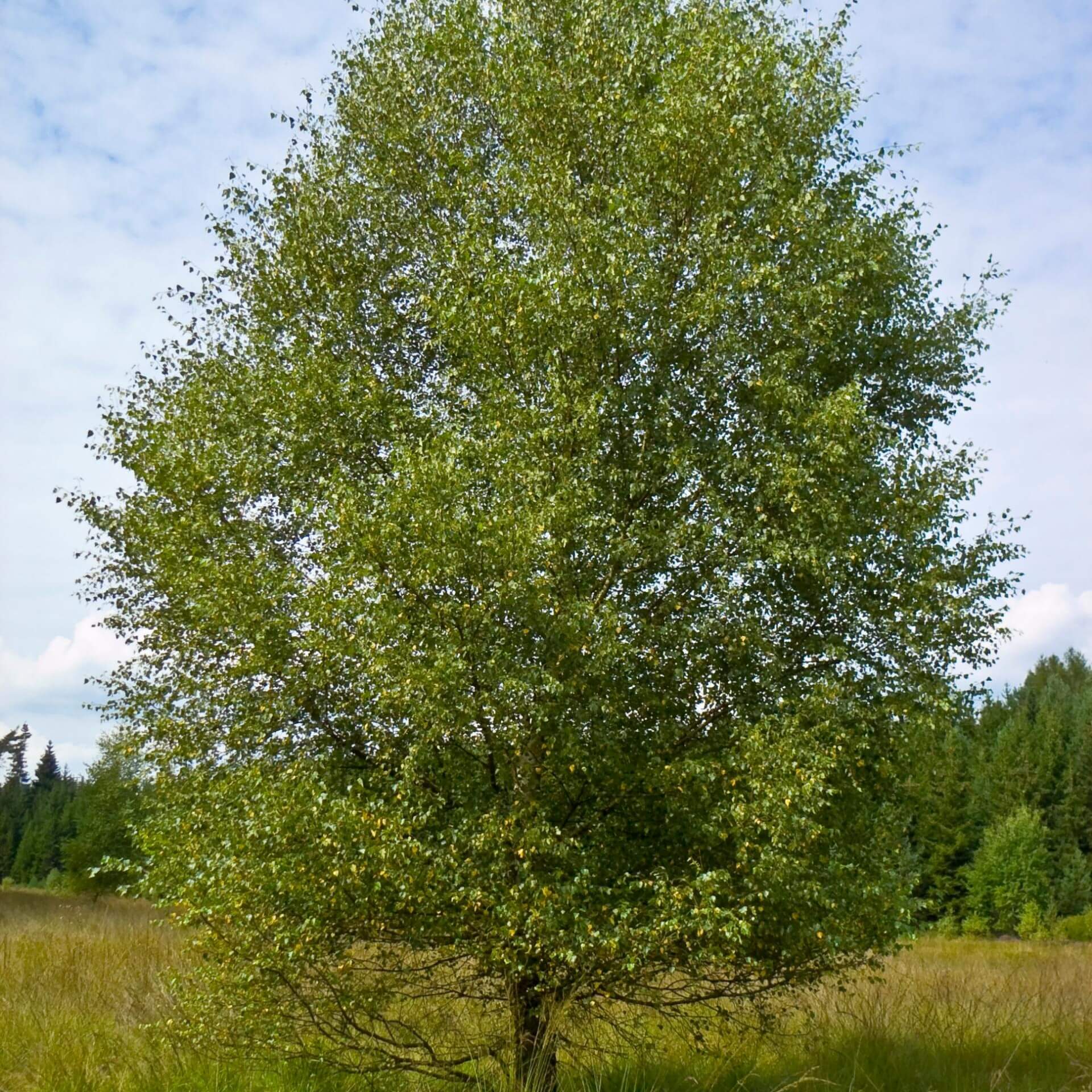 Moor-Birke (Betula pubescens)