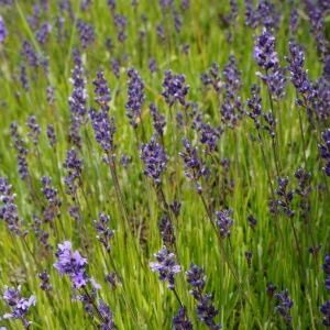 Provence-Lavendel 'Grosso' (Lavandula x intermedia 'Grosso')