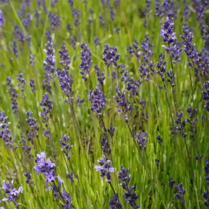 Foto von Provence-Lavendel 'Grosso' (Lavandula x intermedia 'Grosso')