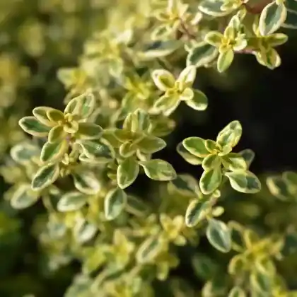 Foto von Gold-Thymian 'Aureus' (Thymus x citriodorus 'Aureus')