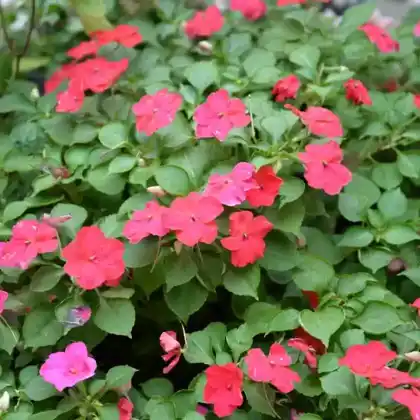 Foto von Fleißiges Lieschen (Impatiens walleriana)