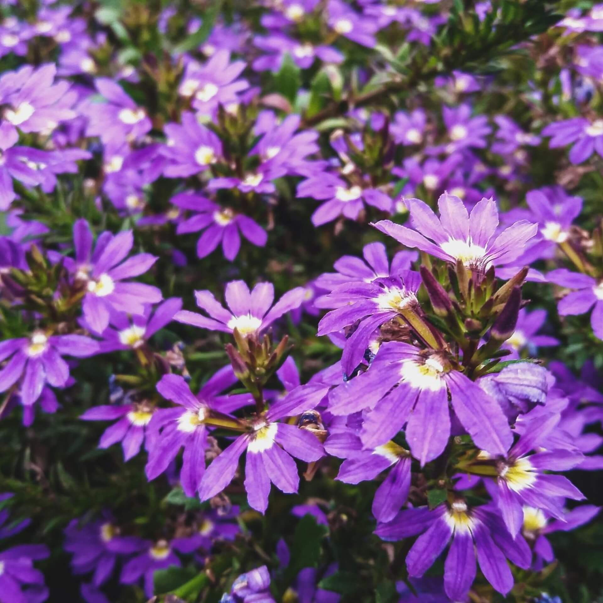 Blaue Fächerblume (Scaevola aemula)