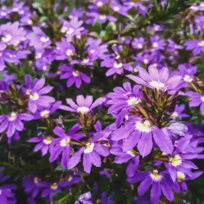 Foto von Blaue Fächerblume (Scaevola aemula)