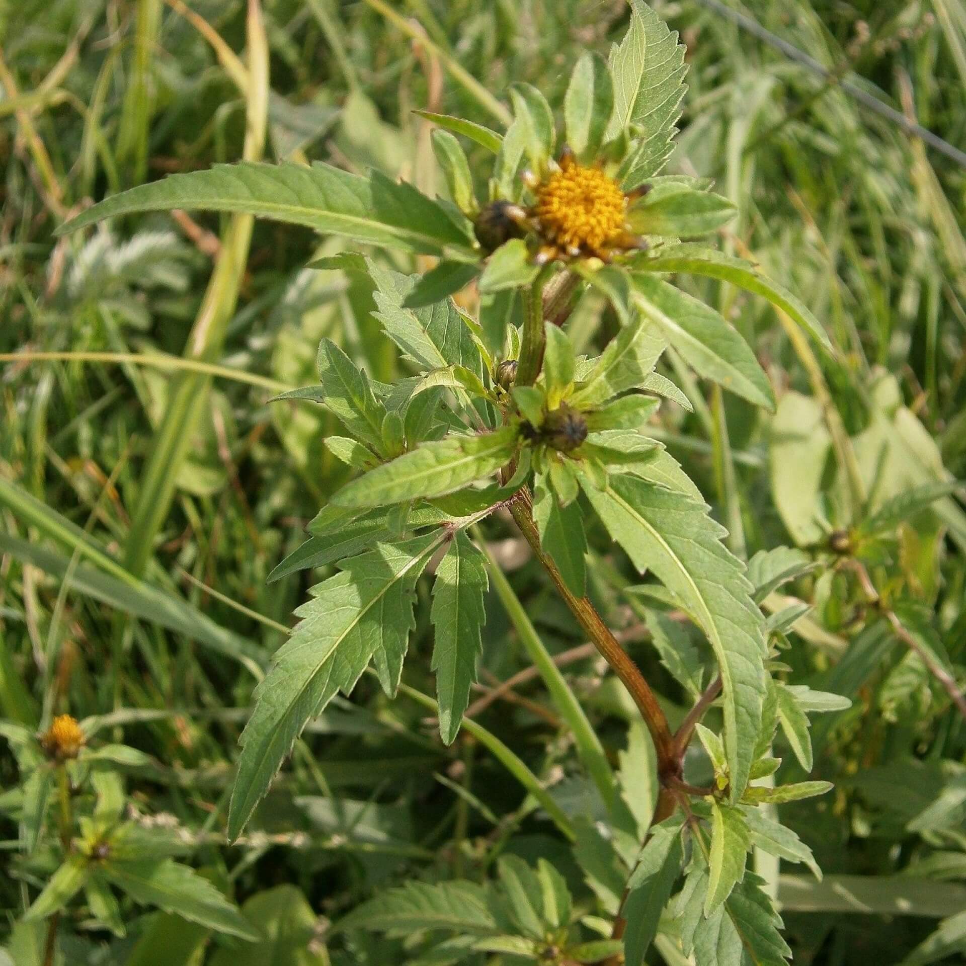 Dreiteiliger Zweizahn (Bidens tripartita)