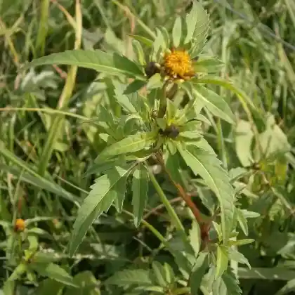 Foto von Dreiteiliger Zweizahn (Bidens tripartita)