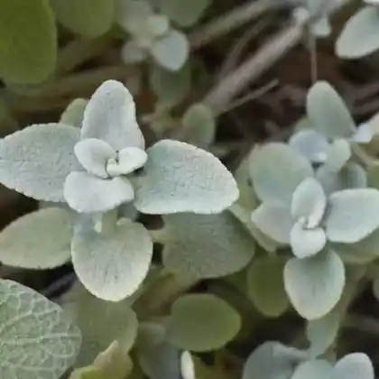 Foto von Kretische Schwarznessel (Ballota pseudodictamnus)