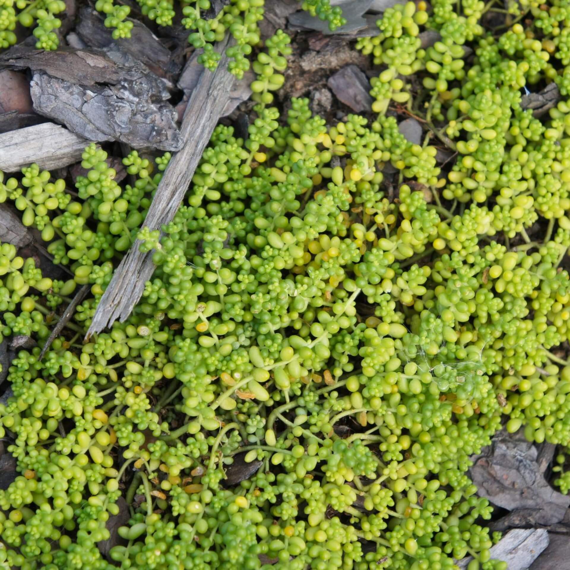 Mauerpfeffer 'Micranthum Chloroticum' (Sedum album 'Micranthum Chloroticum')