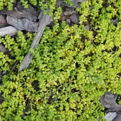 Foto von Mauerpfeffer 'Micranthum Chloroticum' (Sedum album 'Micranthum Chloroticum')