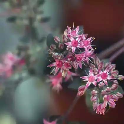 Foto von Purpur-Fetthenne 'Bertram Anderson' (Sedum cauticola 'Bertram Anderson')