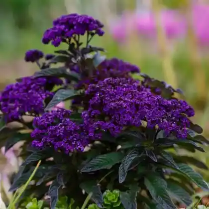 Foto von Vanilleblume (Heliotropium arborescens)