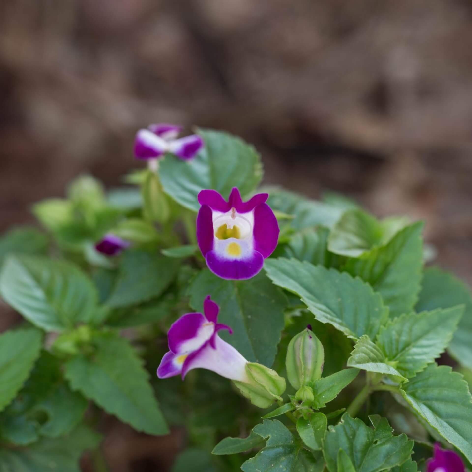 Fournier-Torenie (Torenia fournieri)