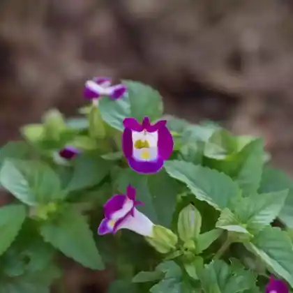 Foto von Fournier-Torenie (Torenia fournieri)