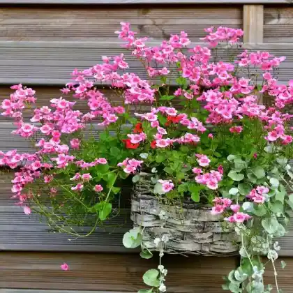 Foto von Elfensporn (Diascia barberae)