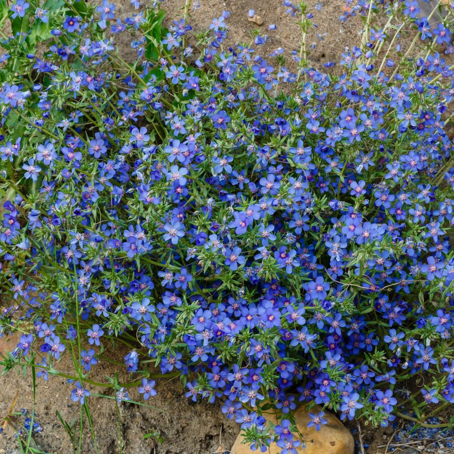 Leinblättriger Gauchheil (Anagallis monelii)