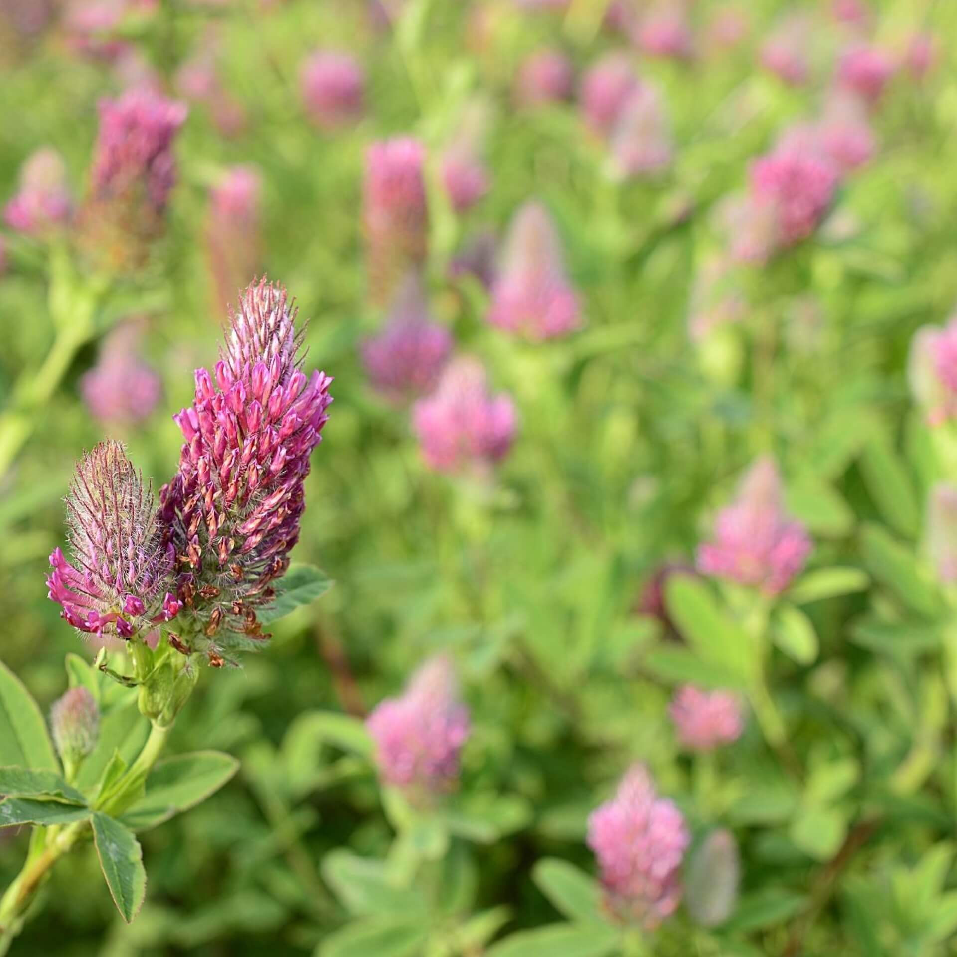 Purpurblühender Klee 'Red Feather' (Trifolium rubens 'Red Feather')