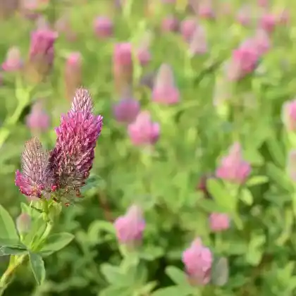 Foto von Purpurblühender Klee 'Red Feather' (Trifolium rubens 'Red Feather')