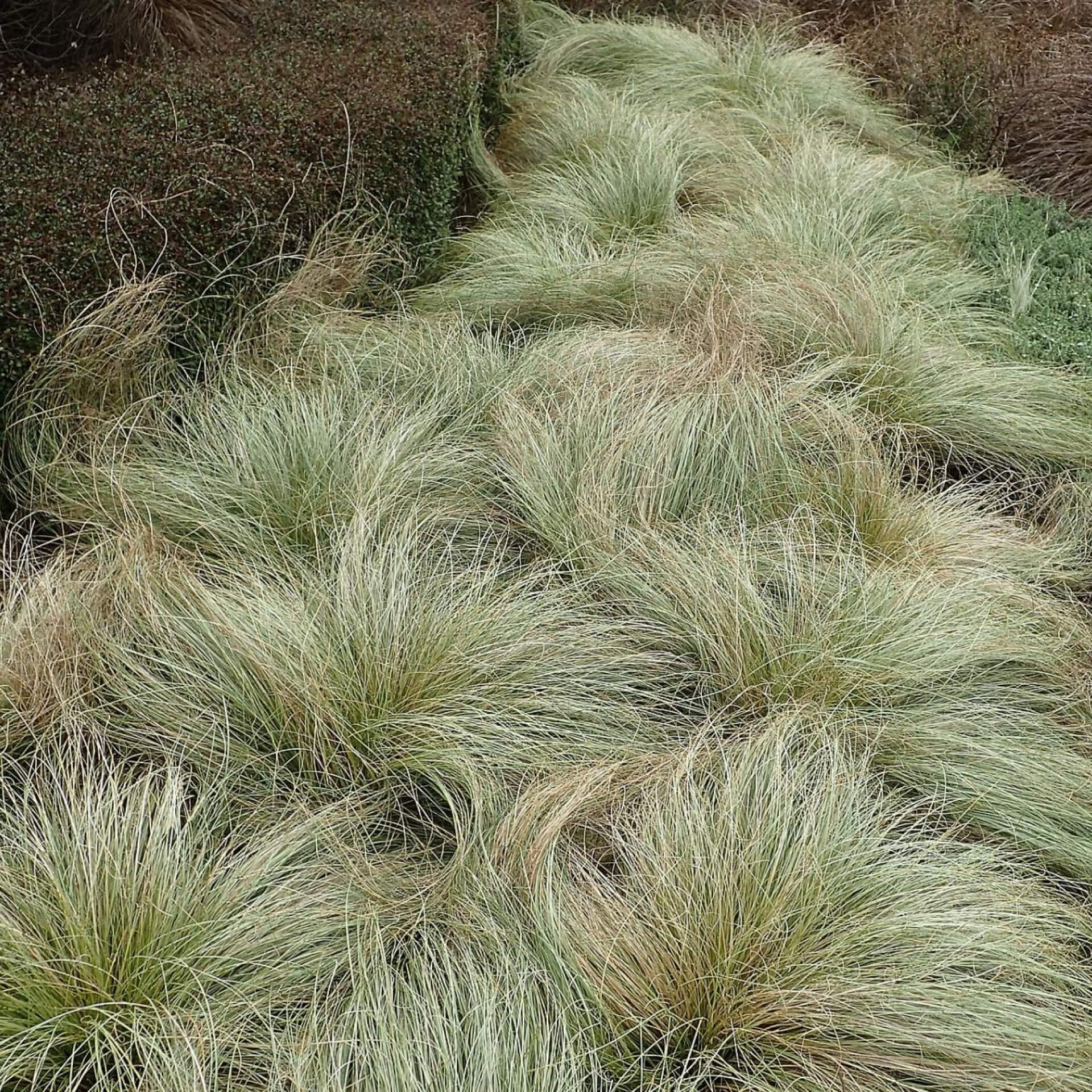 Neuseeländische Segge  'Frosted Curls' (Carex comans 'Frosted Curls')