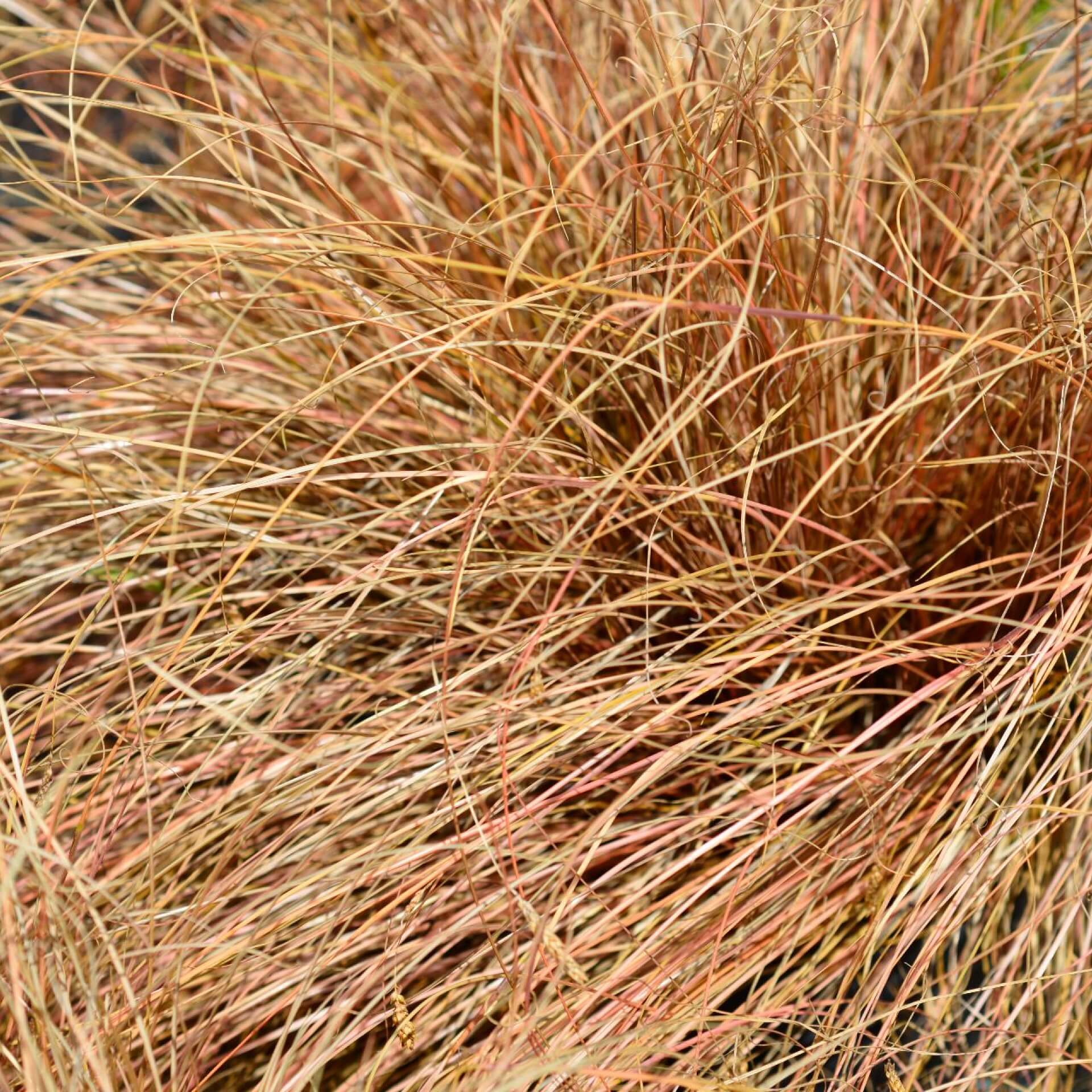 Neuseeland Segge 'Bronze' (Carex comans 'Bronze Form')