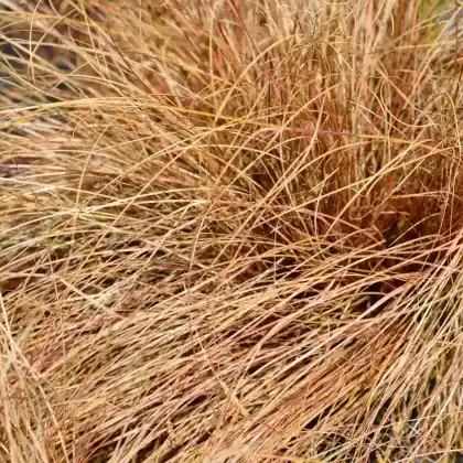 Foto von Neuseeland Segge 'Bronze' (Carex comans 'Bronze Form')