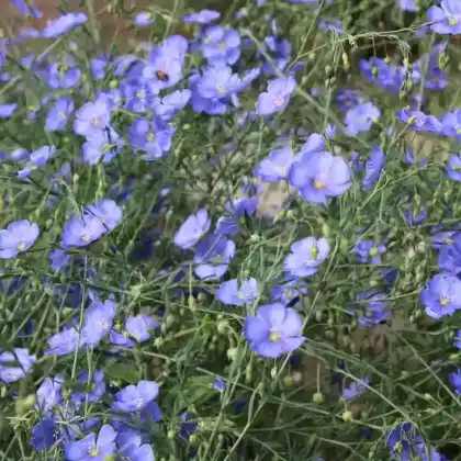 Foto von Stauden-Lein 'Nanum Saphir' (Linum perenne 'Nanum Saphir')