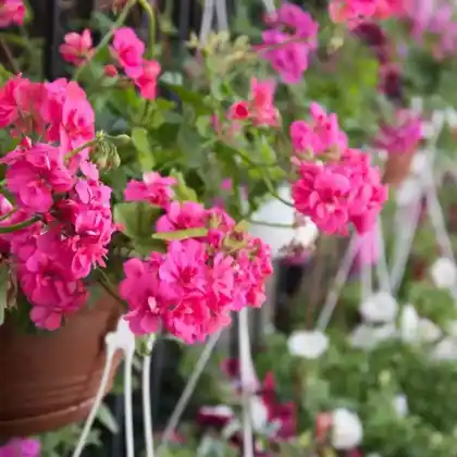 Foto von Hänge-Geranie (Pelargonium peltatum)